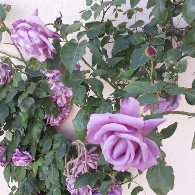 10_rosal_trepador_filou Rosa banksiae Ait