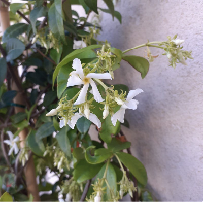 11_jazmin_filou Jasminum