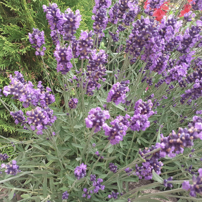 12_lavanda_filou Lavandula
