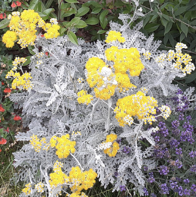 13_cineraria_maritima_filou Jacobaea maritima