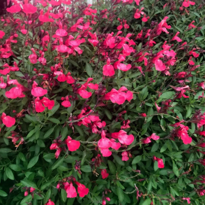 14_mirto_rosa_filou Salvia greggii