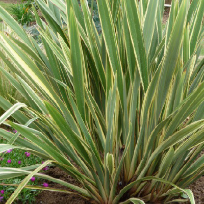 15_formio_filou Phormium tenax variegata