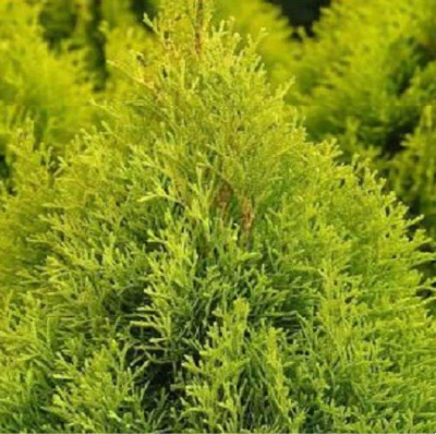 1_tuya-esmeralda_filou Tuya esmeralda — Thuja occidentalis "emeraudel"