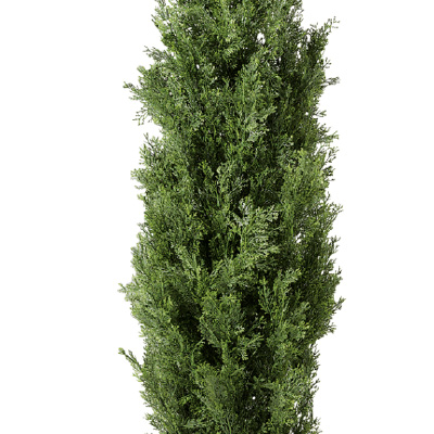 2_cipres_totem_filou Cupressus sempervirens totem