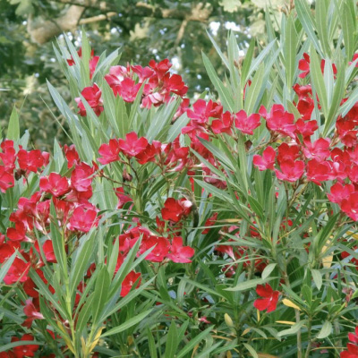 3_adelfa_filou Nerium oleander