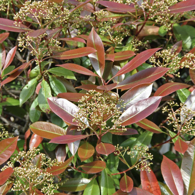 4_photinia_red robin_filou Photinia ×fraseri