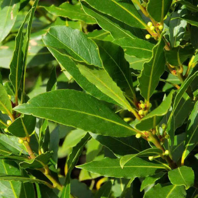 5_laurel_filou Laurus nobilis