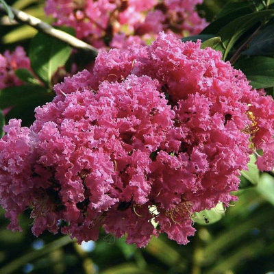 6_arbol_de_jupiter_filou Lagerstroemia indica