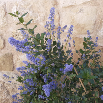 7_arbusto_mariposas_filou Budleja davidii