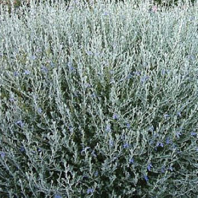 8_Olivilla_filou Teucrium fruticans