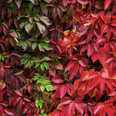 9_parra_virgen_filou Parthenocissus tricuspidata